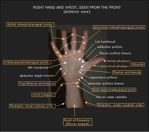 wrise connects hand and arm