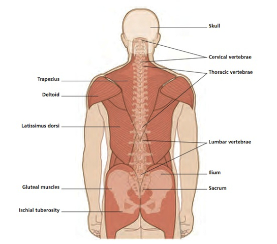 Back Bones Diagram : The bones of the chest — namely the rib cage and