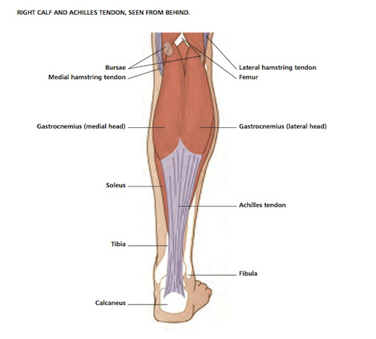 Muscle Anatomy: Calf Muscles