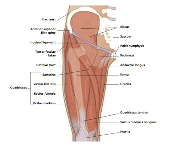 femur anatomy muscles
